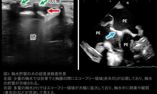 孕妇吃鹅蛋好吗-孕妇吃鹅蛋行吗网 - 网站提供孕妇吃鹅蛋有什么好处和功效小常识、孕妇吃鹅蛋有什么好处和功效
